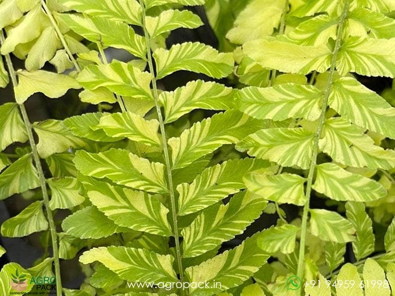 Variegated-Boston-Fern3