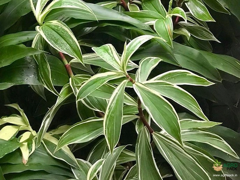 Variegated-Crepe-Ginger4