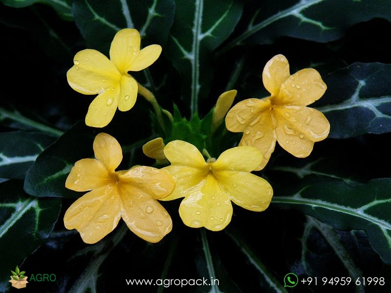 Variegated-Crossandra2
