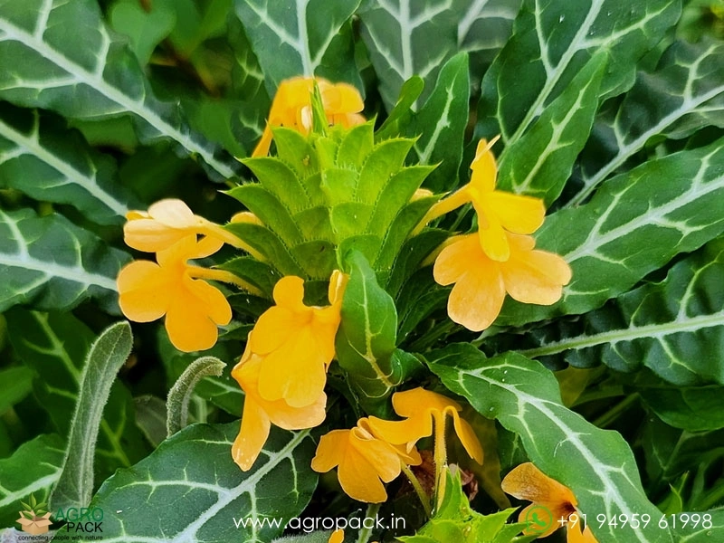 Variegated-Crossandra3
