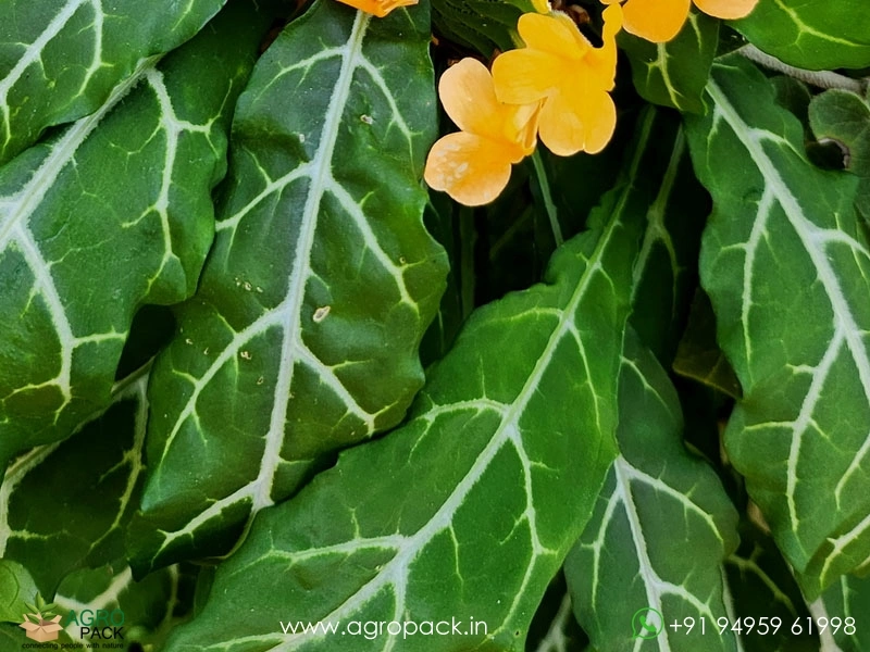 Variegated-Crossandra4