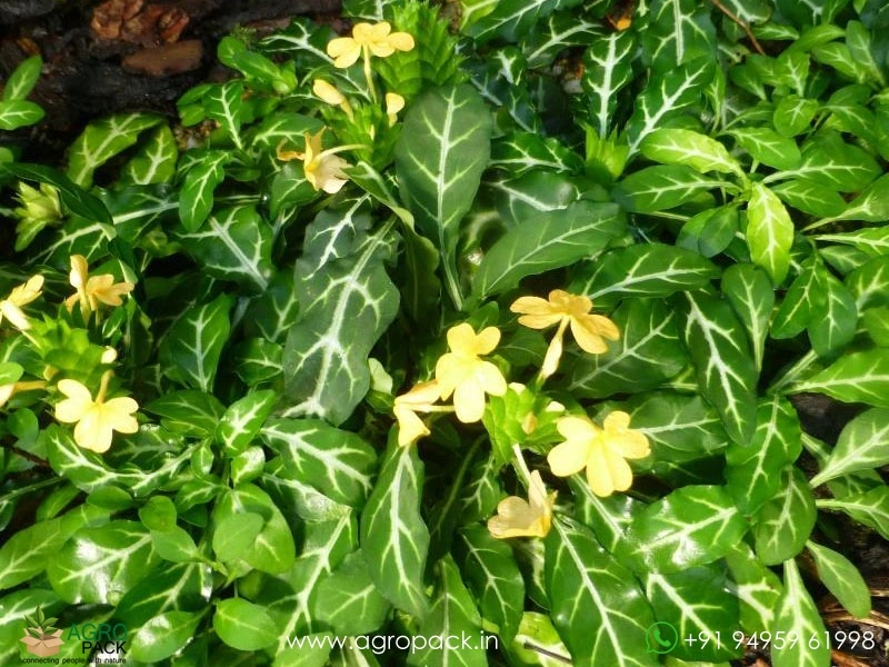 Variegated-Crossandra5