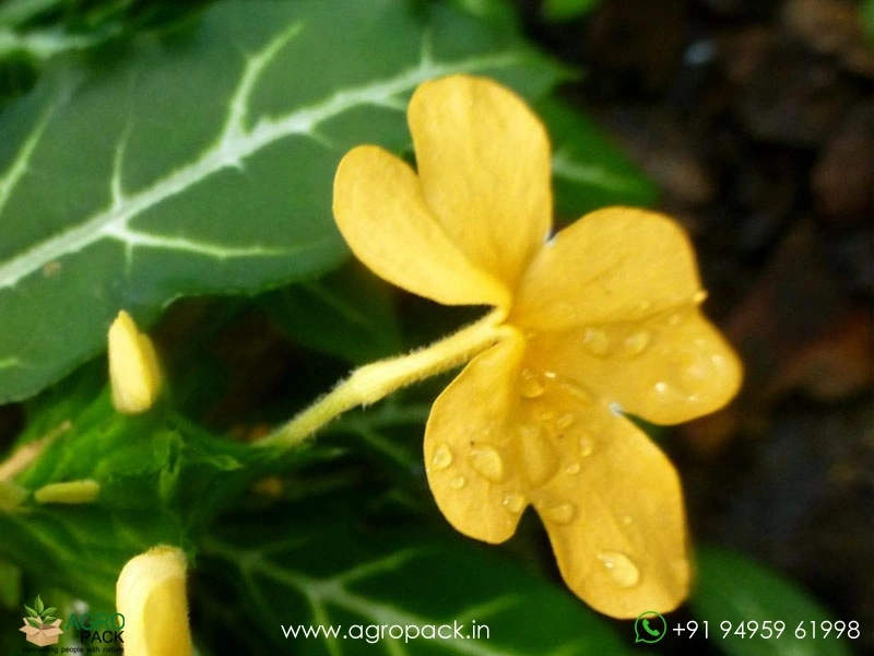 Variegated-Crossandra6