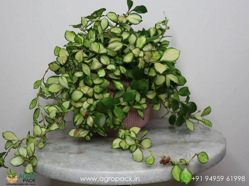 Variegated-Hoya-Carnosa3