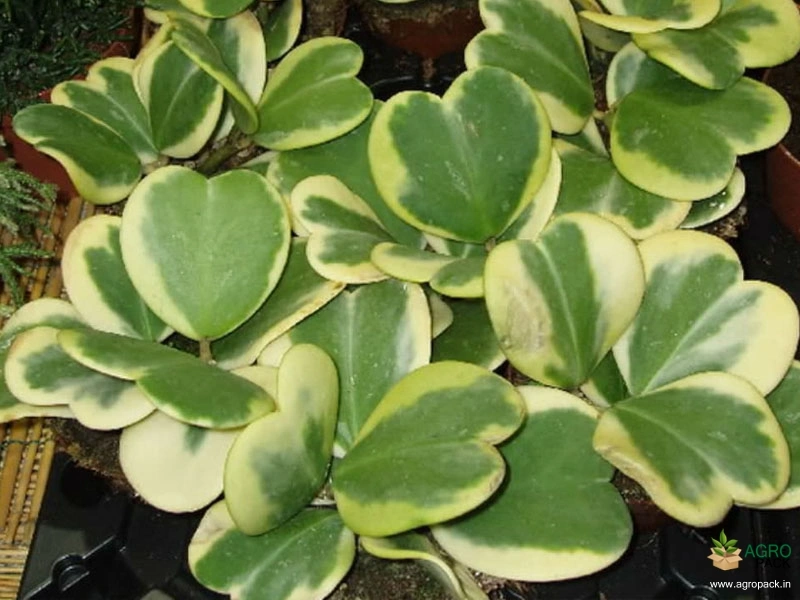 Variegated-Hoya-Kerrii1