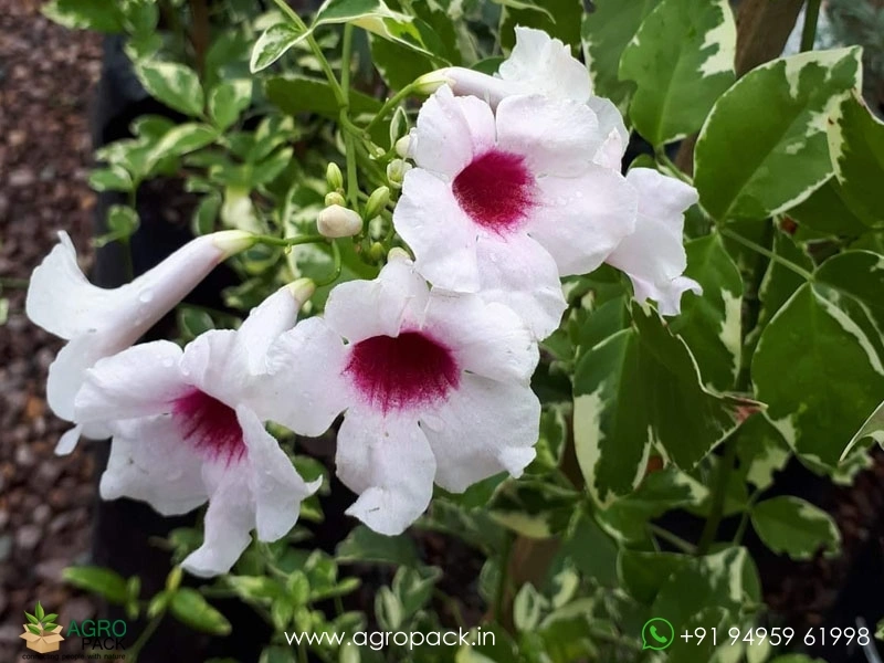 Variegated-Pandorea-jasminoides1