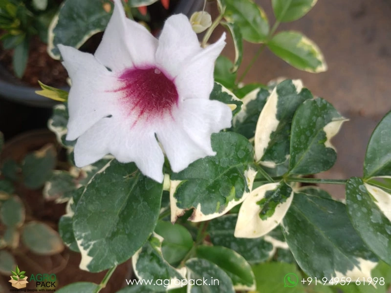 Variegated-Pandorea-jasminoides2