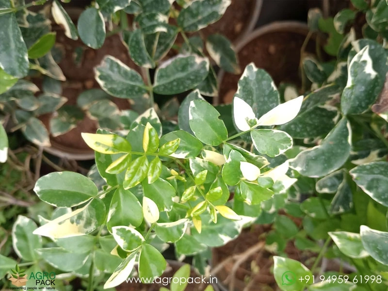 Variegated-Pandorea-jasminoides3