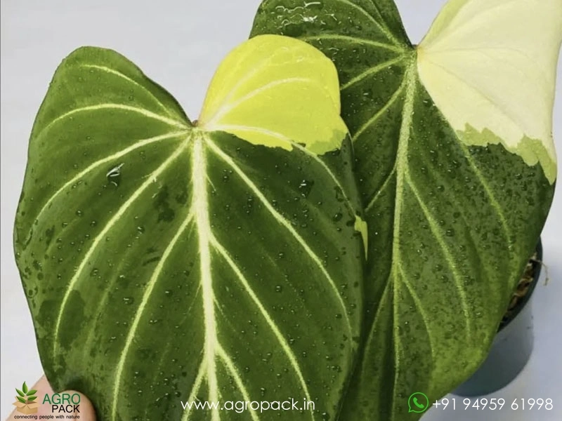 Variegated-Philodendron-Gloriosum3