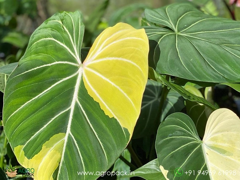 Variegated-Philodendron-Gloriosum4