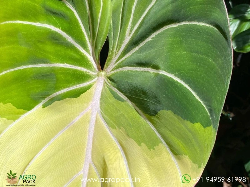 Variegated-Philodendron-Gloriosum5