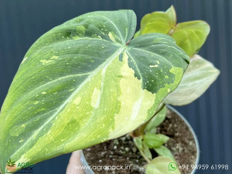 Variegated-Philodendron-Gloriosum6