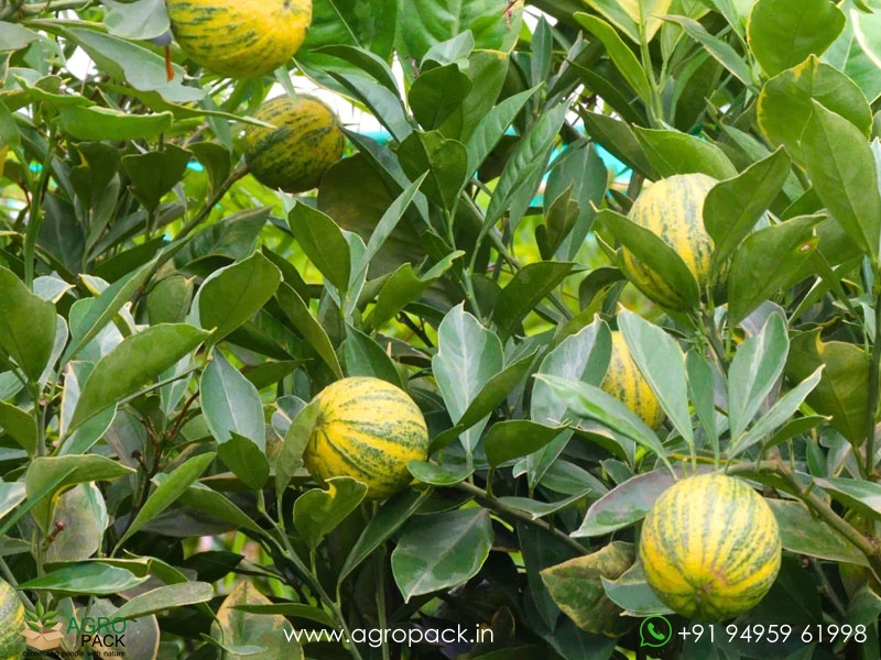 Variegated-Pink-Lemon6