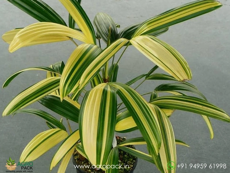 Variegated-Rhapis-Palm1