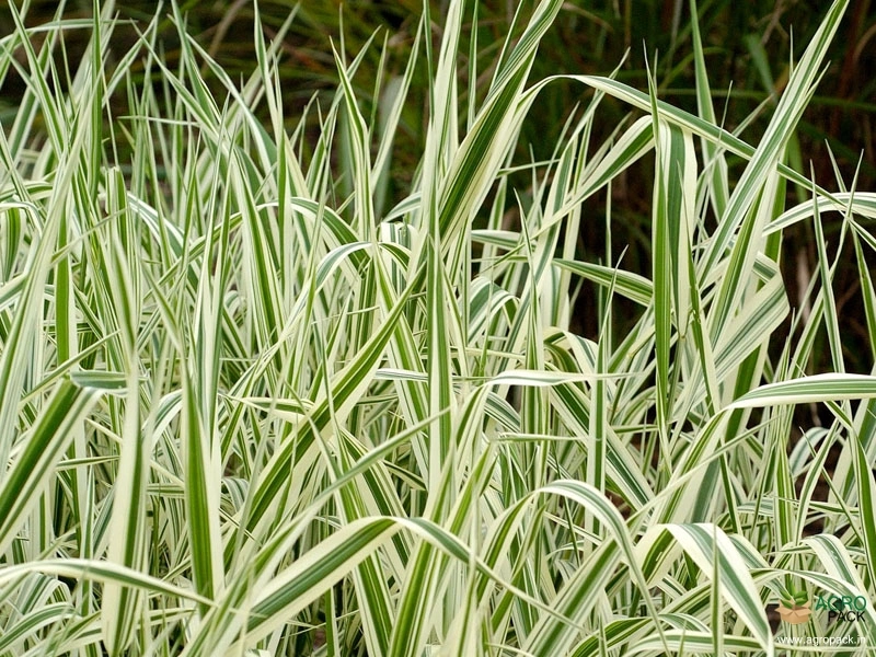 Variegated-Ribbon-Grass2