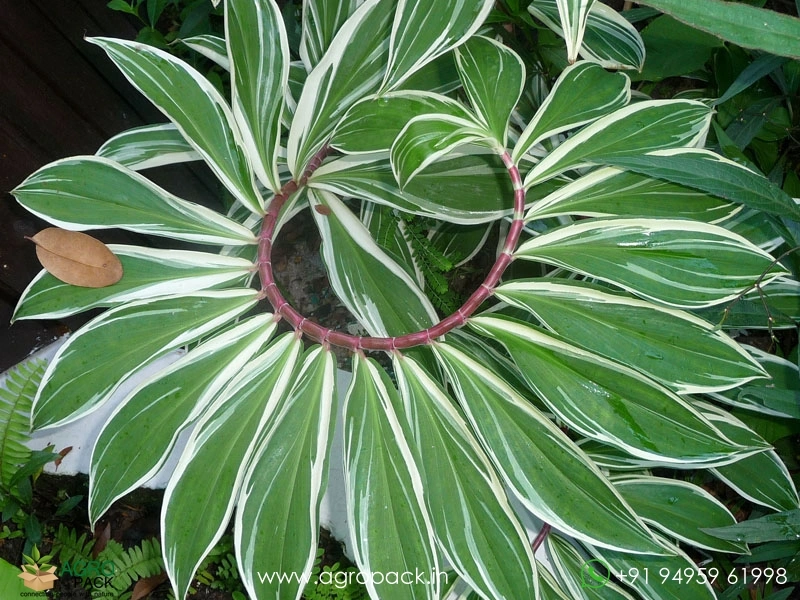 Variegated-Spiral-Ginger1