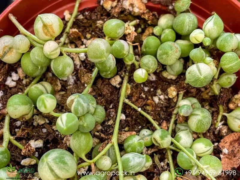 Variegated-String-Of-Pearls5