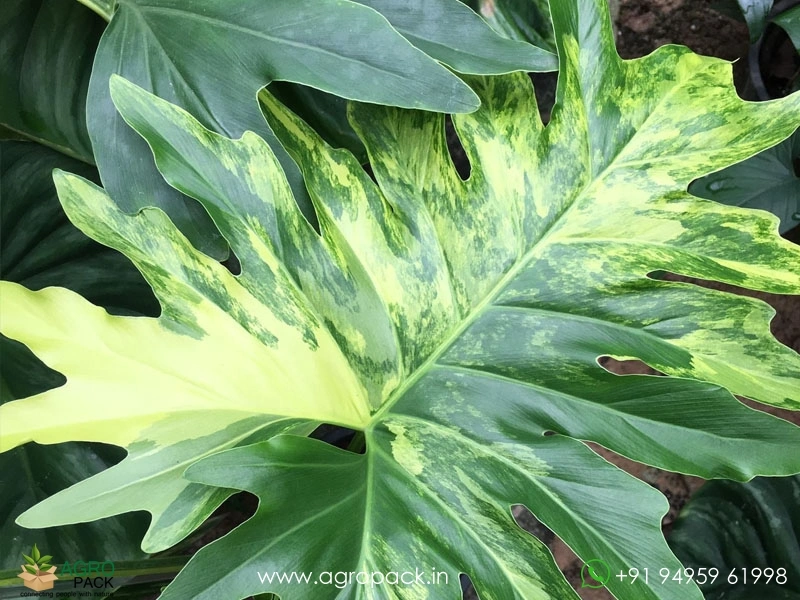 Variegated-Thaumatophyllum-Bipinnatifidum2