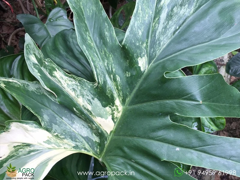 Variegated-Thaumatophyllum-Bipinnatifidum3