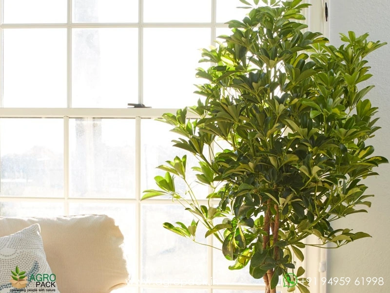 Variegated-Umbrella-Tree2