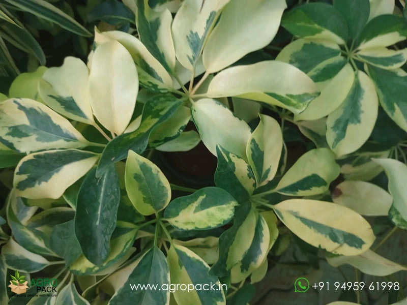 Variegated-Umbrella-Tree7