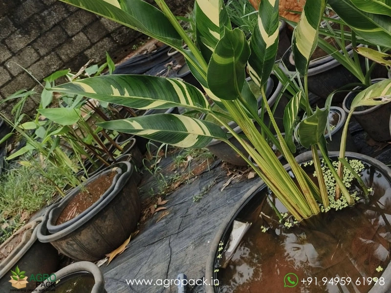 Variegated-Water-heliconia1