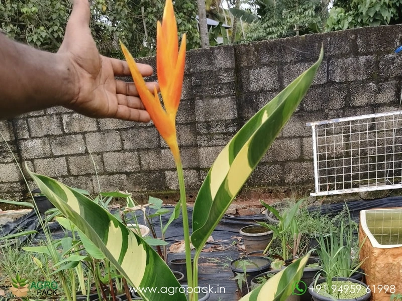 Variegated-Water-heliconia3