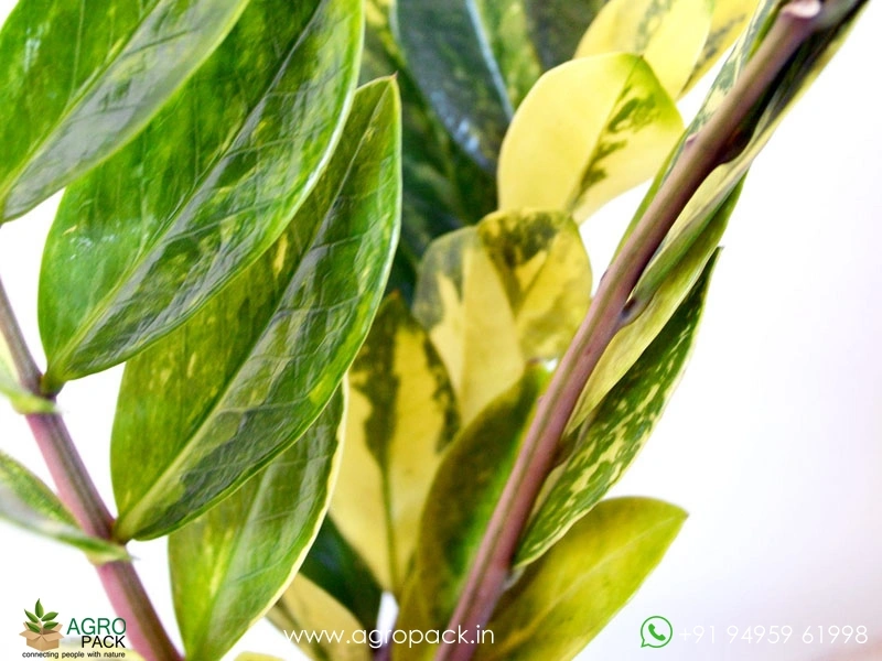 Variegated-ZZ1