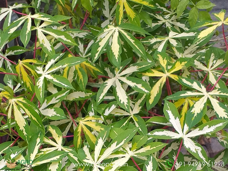 Variegated-tapioca1