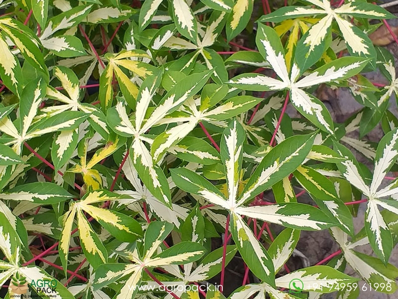 Variegated-tapioca2