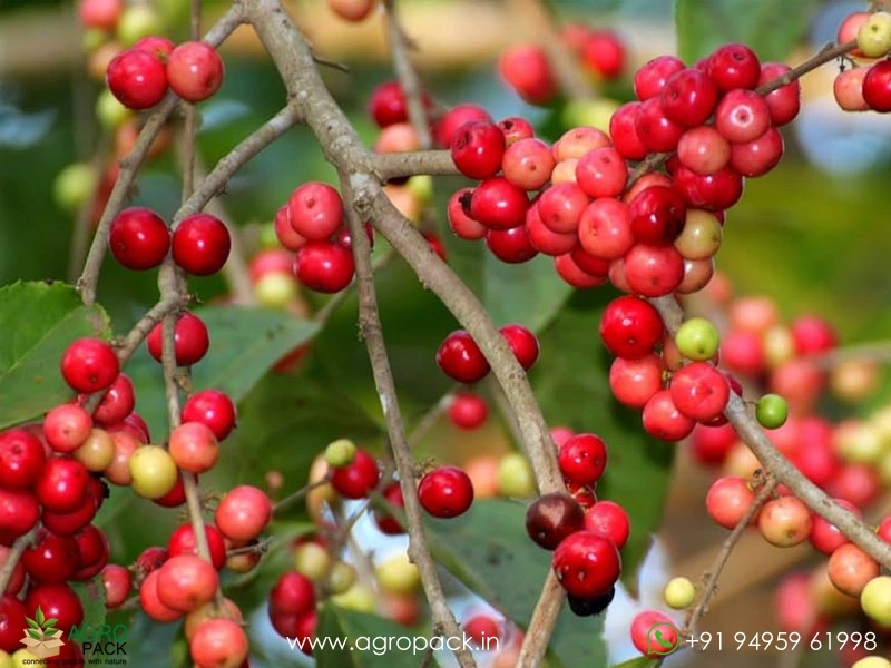 Vayankatha-Flacourtia-montana1