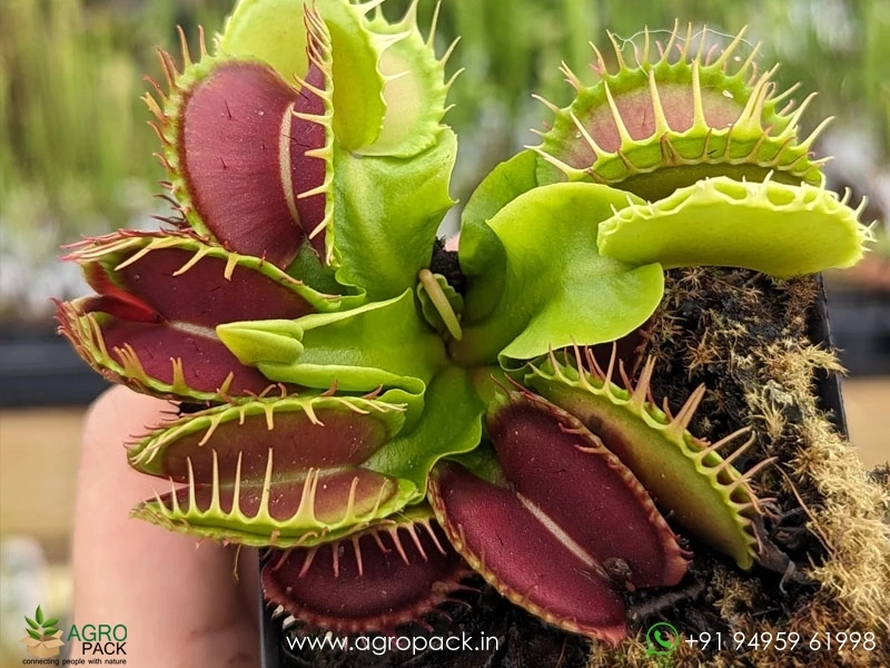 Venus-flytrap-carnivorous-Dionaea-muscipula3