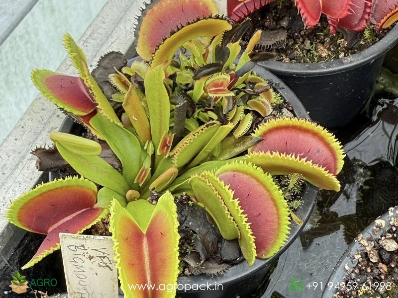 Venus-flytrap-carnivorous-Dionaea-muscipula5