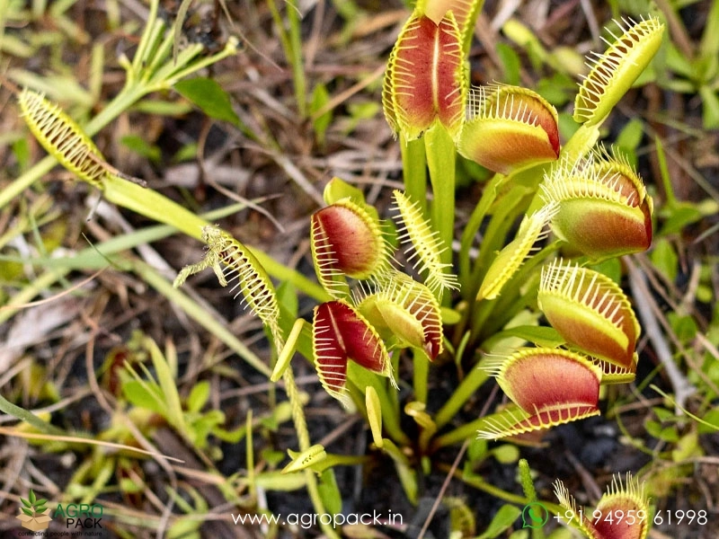 Venus-flytrap-carnivorous-Dionaea-muscipula6