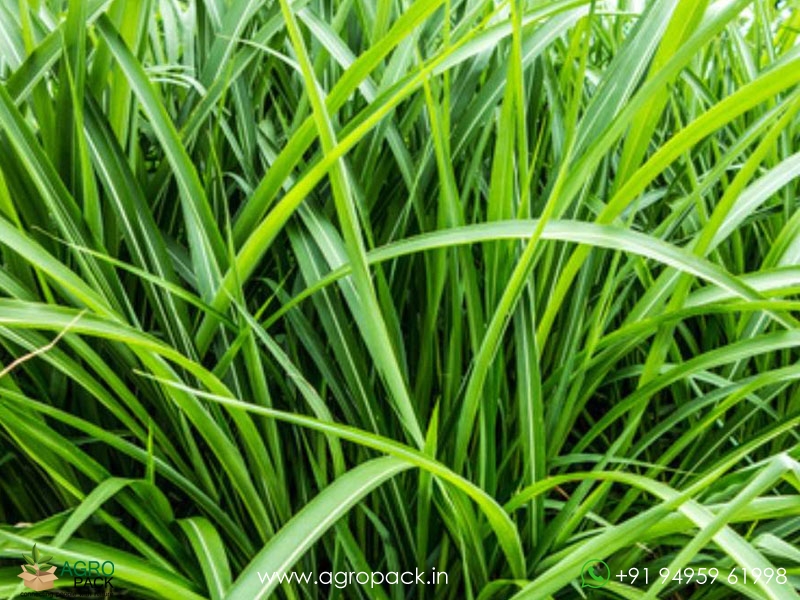 Vetiver1