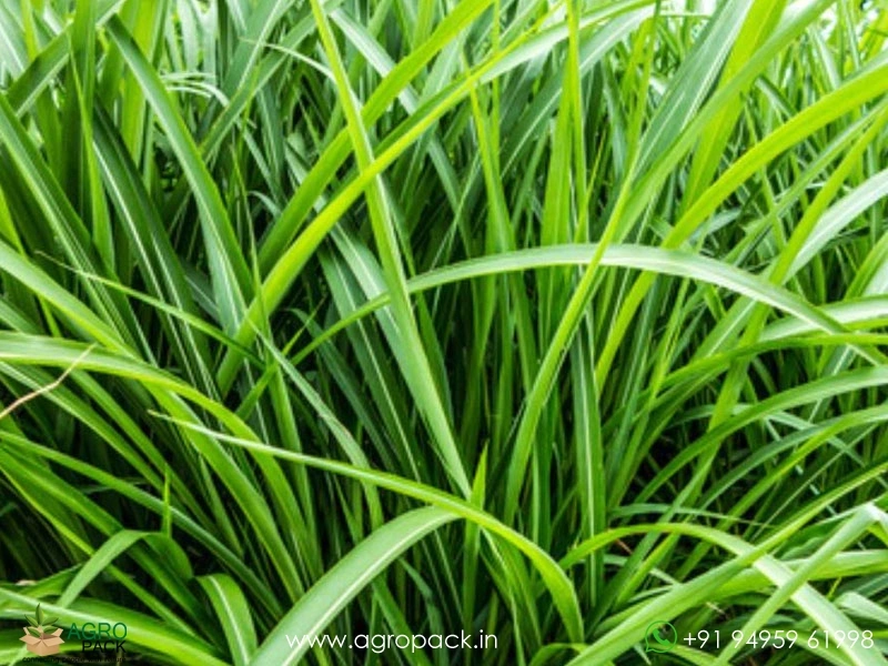 Vetiver1