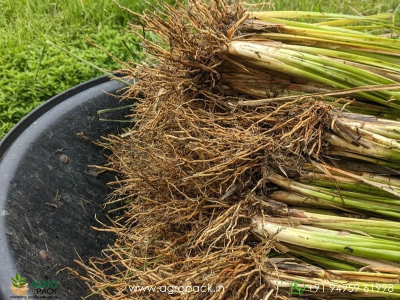 Vetiver4