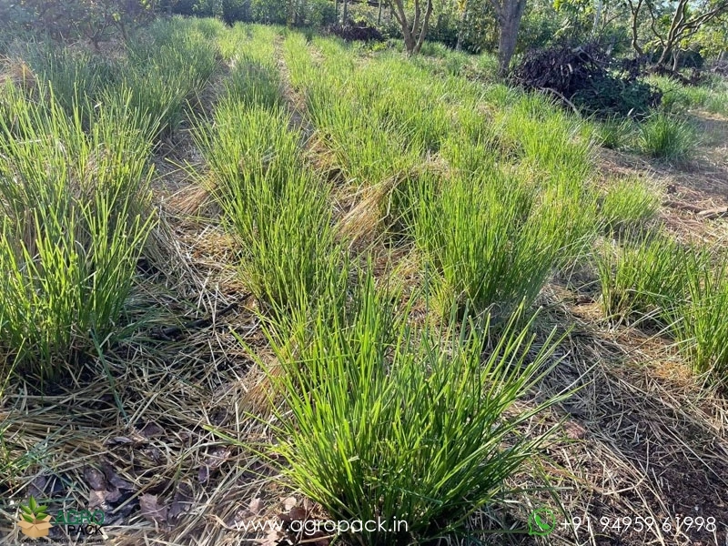 Vetiver5