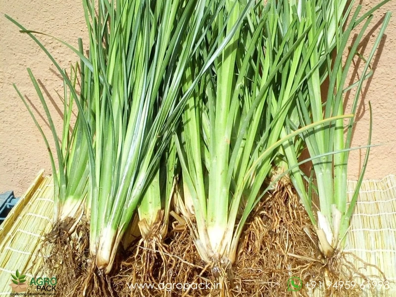 Vetiver6