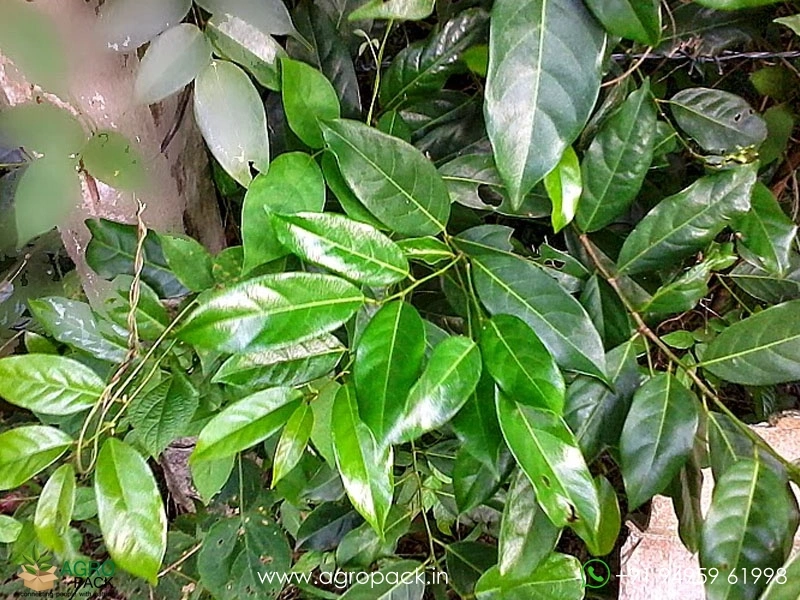 Vetty-Aporosa-lindleyana1