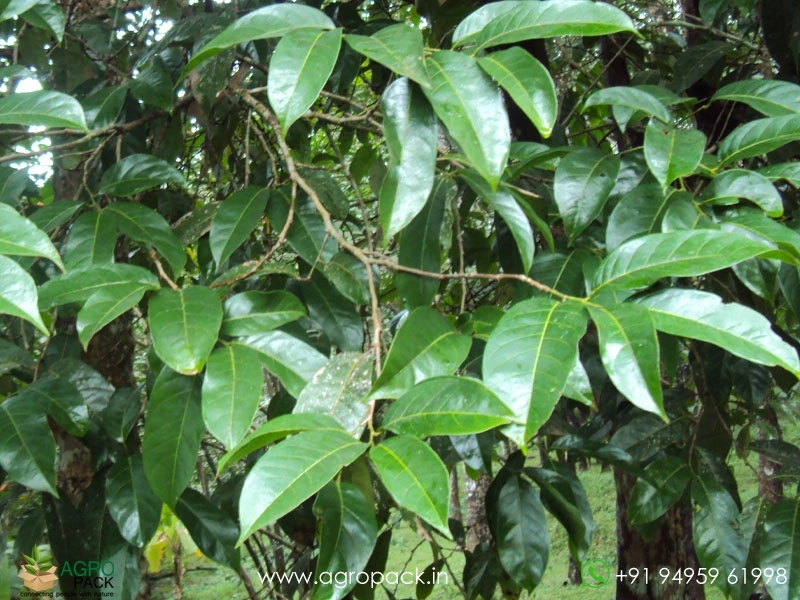 Vetty-Aporosa-lindleyana2