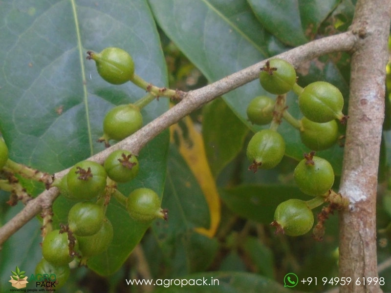 Vetty-Aporosa-lindleyana3
