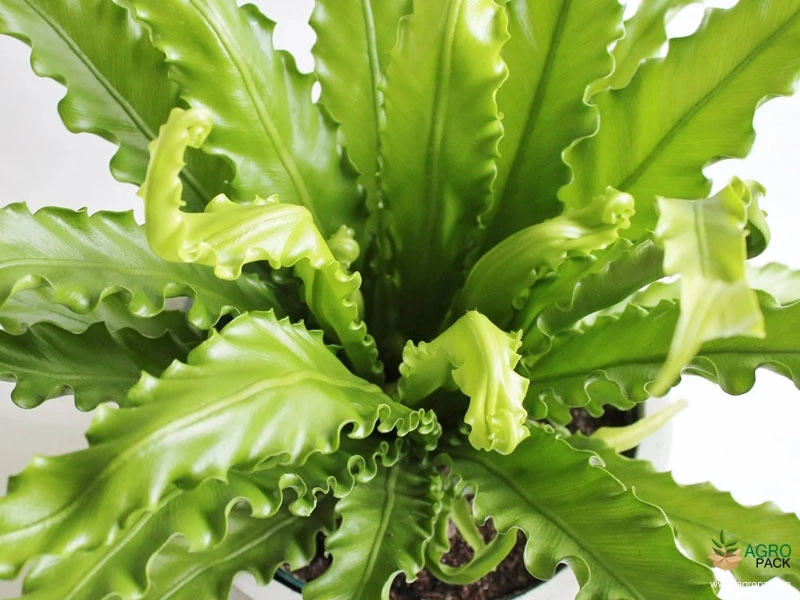 Victoria-Bird-Nest-Fern1