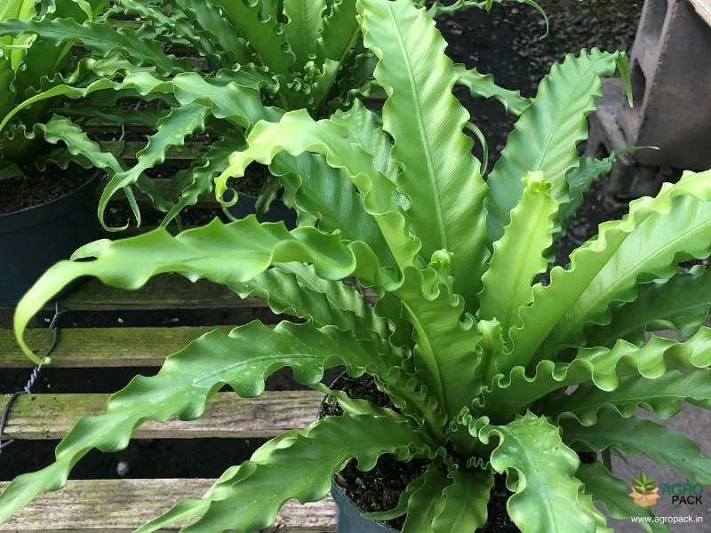 Victoria-Bird-Nest-Fern2