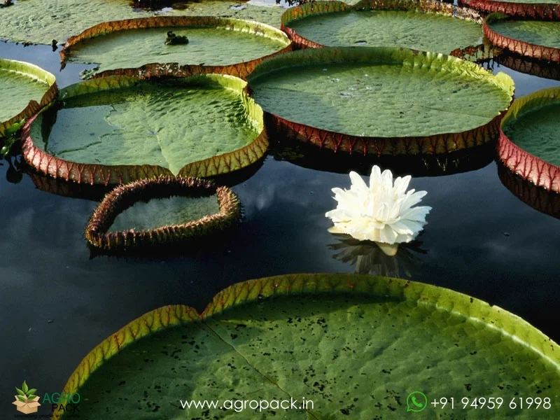 Victoria-amazonica-Dreamer-Water-Lily2