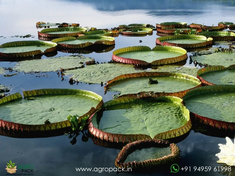 Victoria-amazonica-Dreamer-Water-Lily3