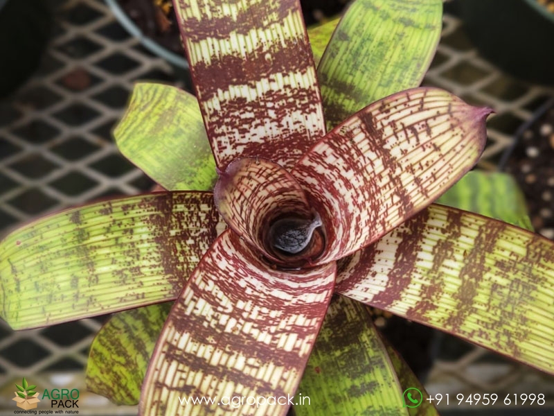 Vriesea-Red-Chestnut-Bromeliad1