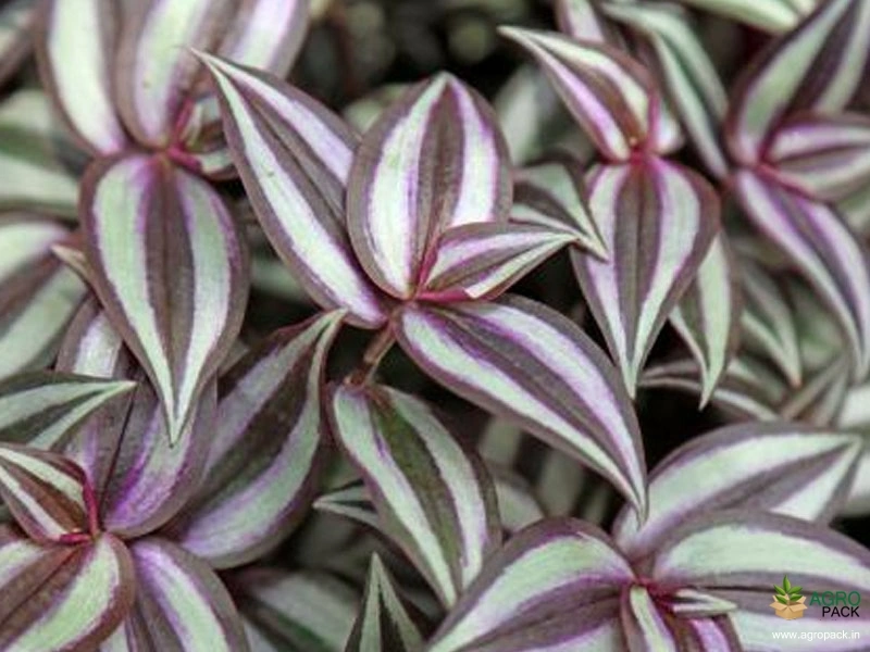 Wandering-Jew-Plant1