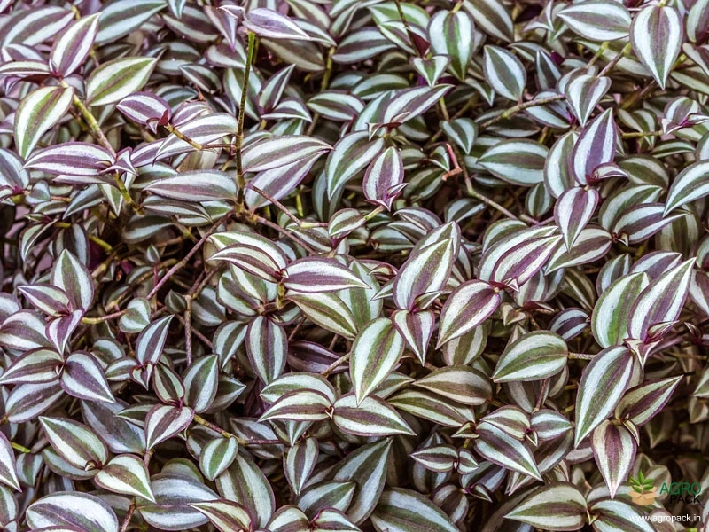 Wandering-Jew-Plant2