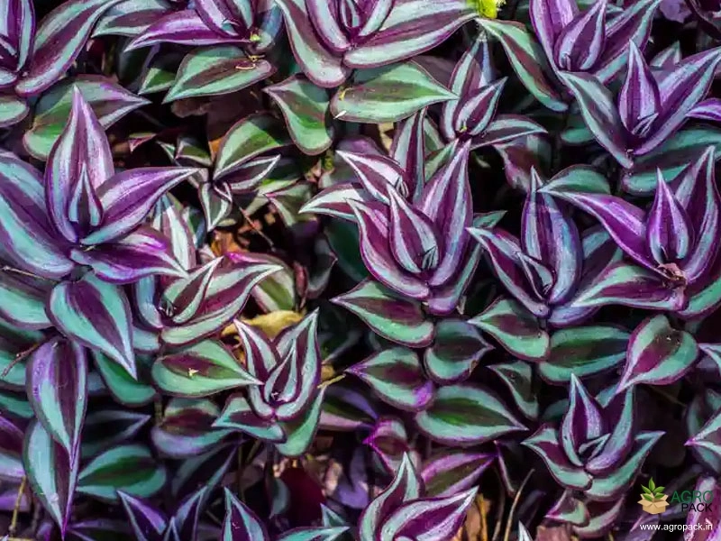 Wandering-Jew-Plant3